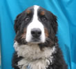 bubba dog