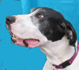 dog picure