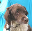 dog picture