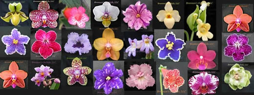 collage of flowers